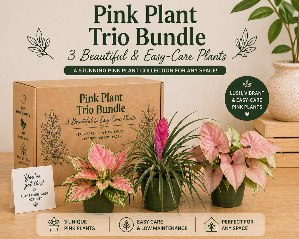 Pink Plant Mystery Bundle Box - 3 Pink Plants