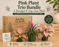 Pink Plant Mystery Bundle Box - 3 Pink Plants