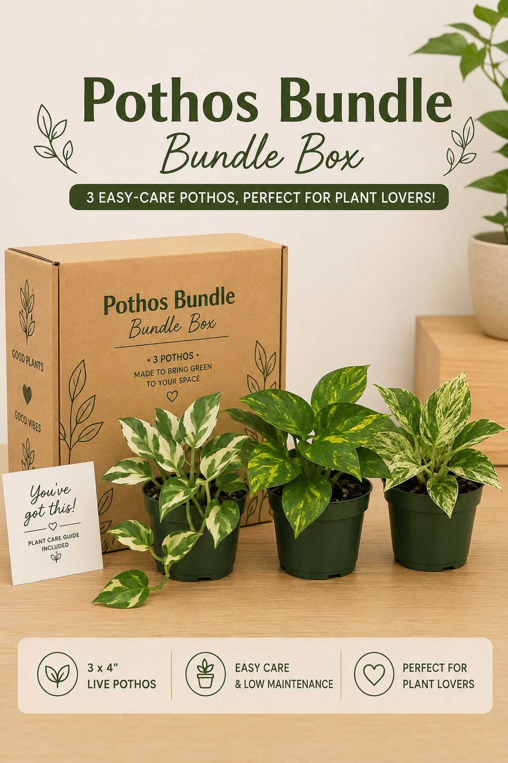 Pothos Mystery Bundle Box - 3 Pothos Plants