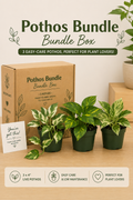 Pothos Mystery Bundle Box - 3 Pothos Plants