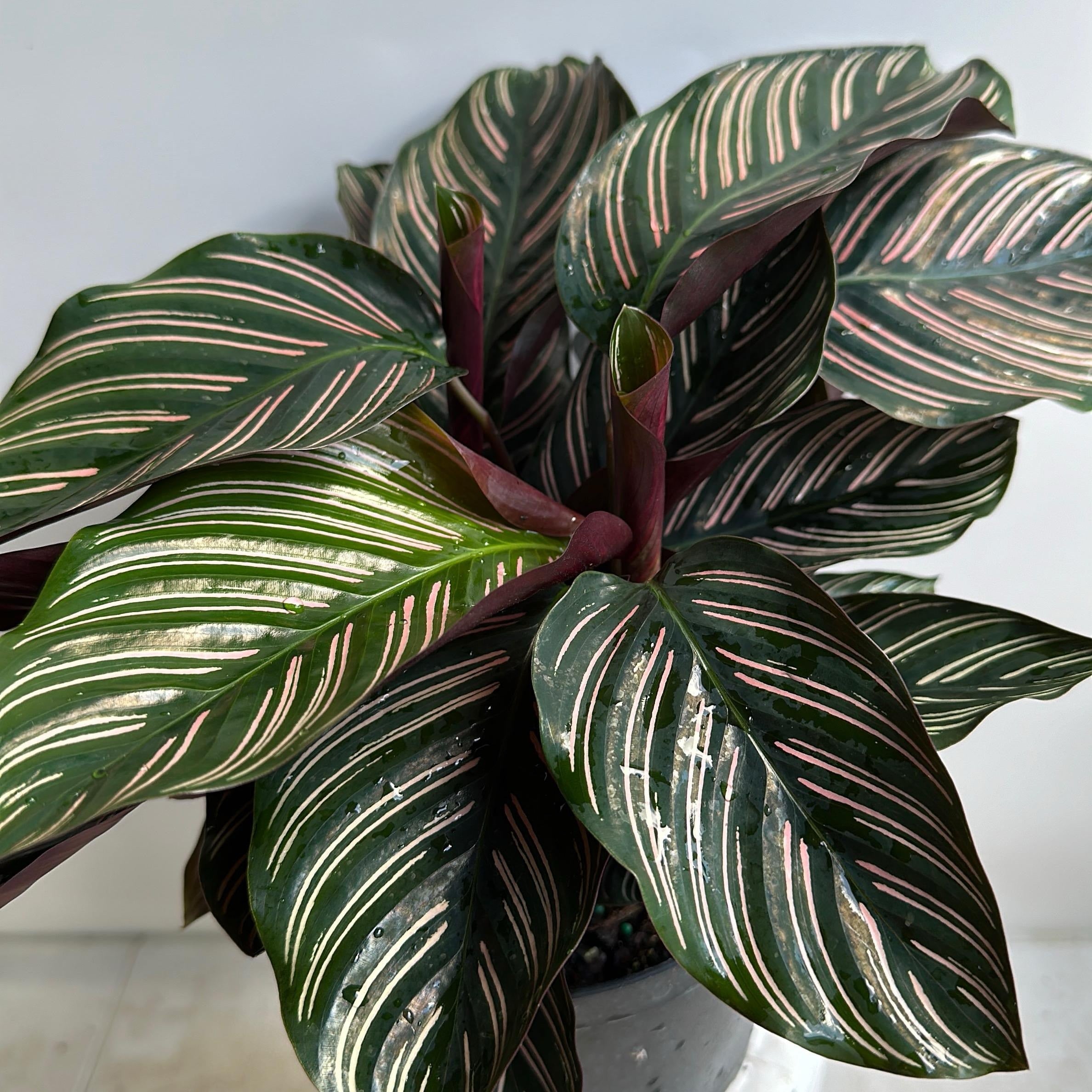 Calathea Ornata