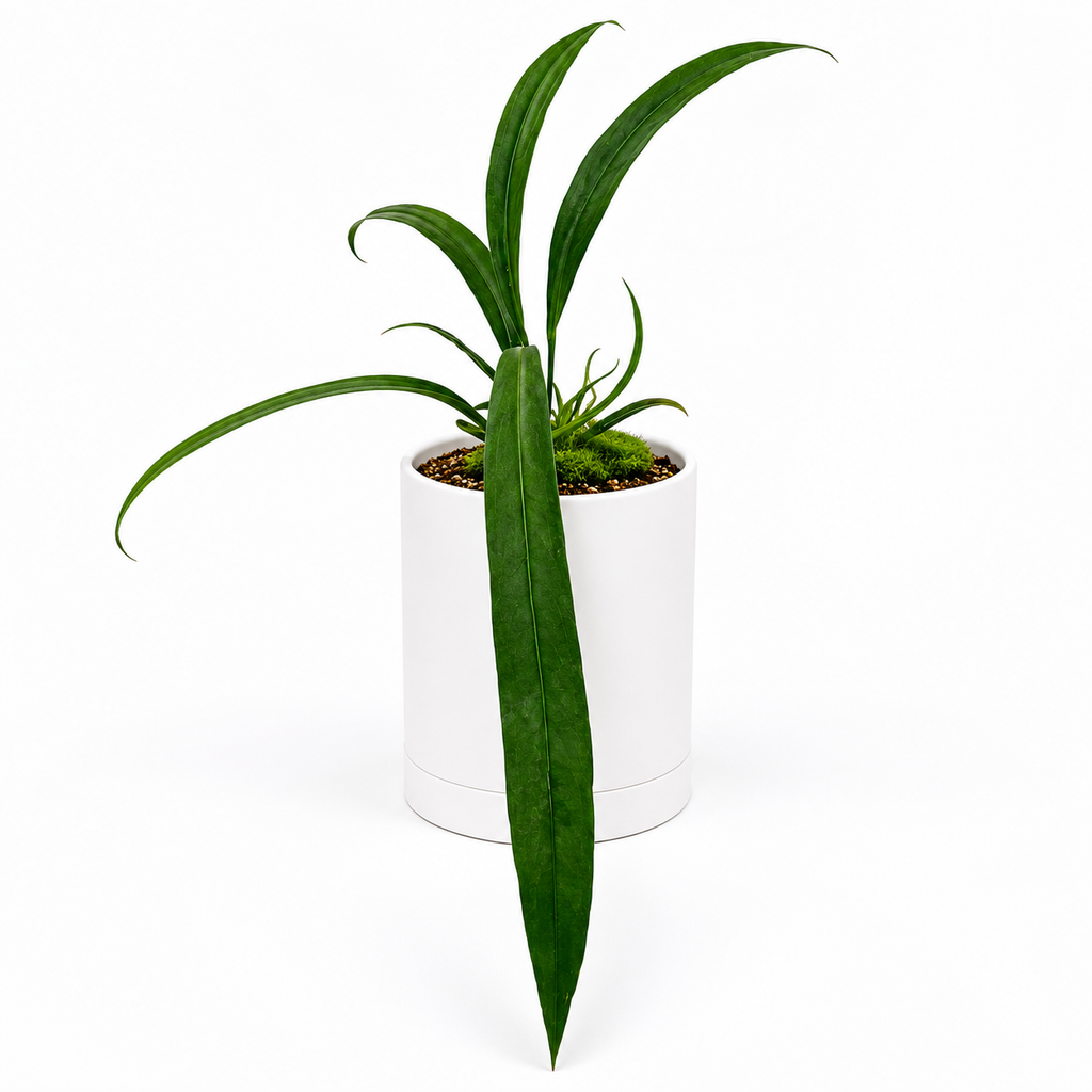 Anthurium Vittarifolium