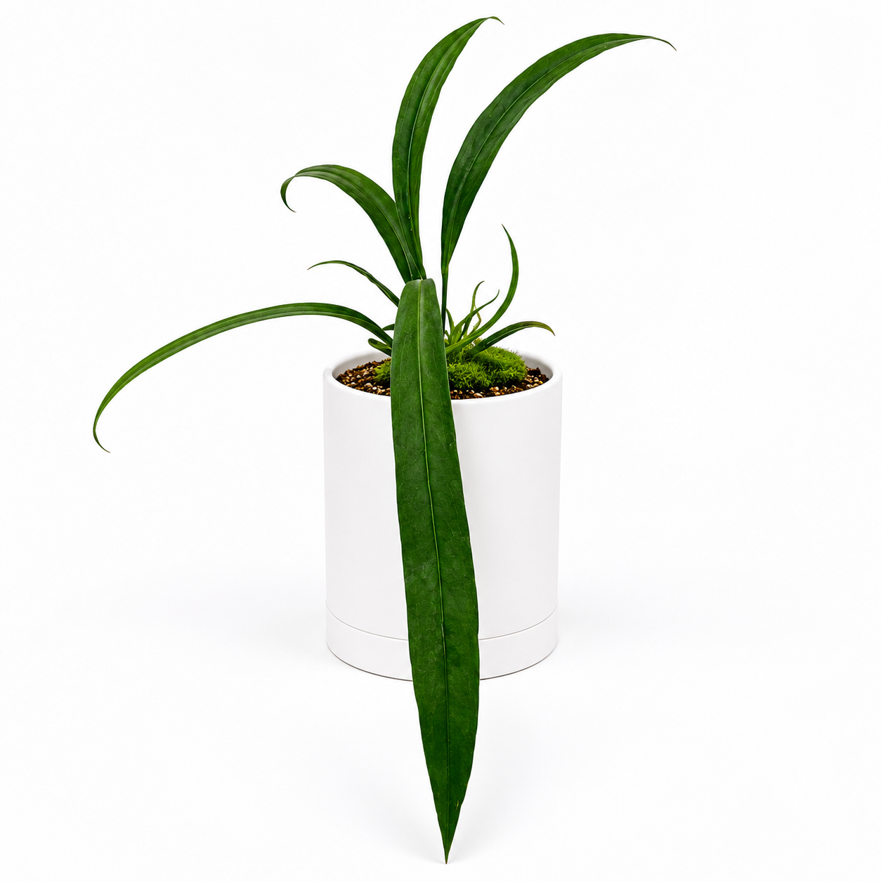 Anthurium Vittarifolium