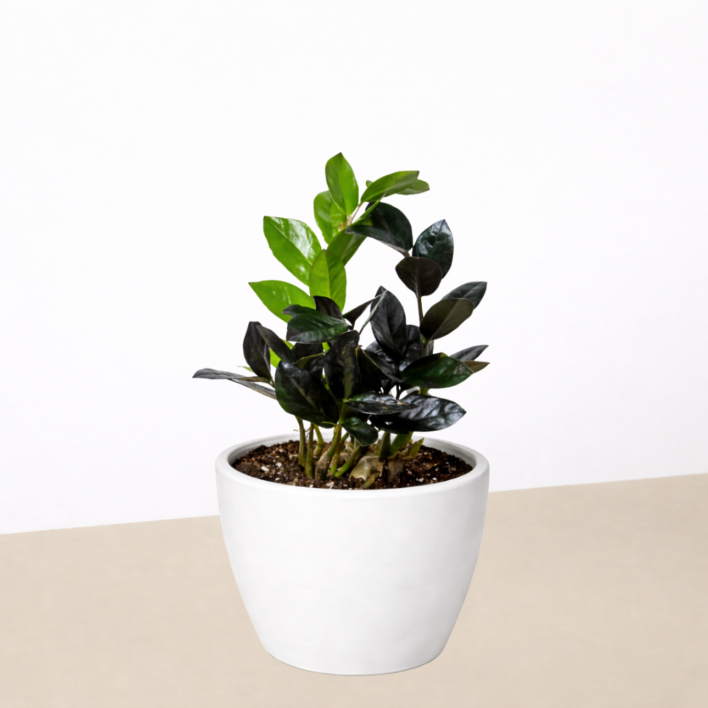 ZZ Zamioculcas 'Black Queen'