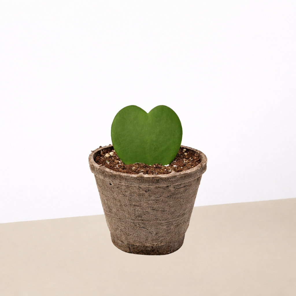 Hoya 'Sweetheart'