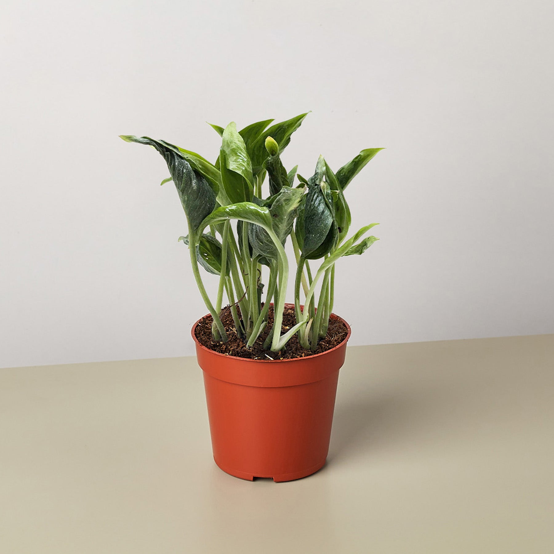 Pothos 'Shangri La'