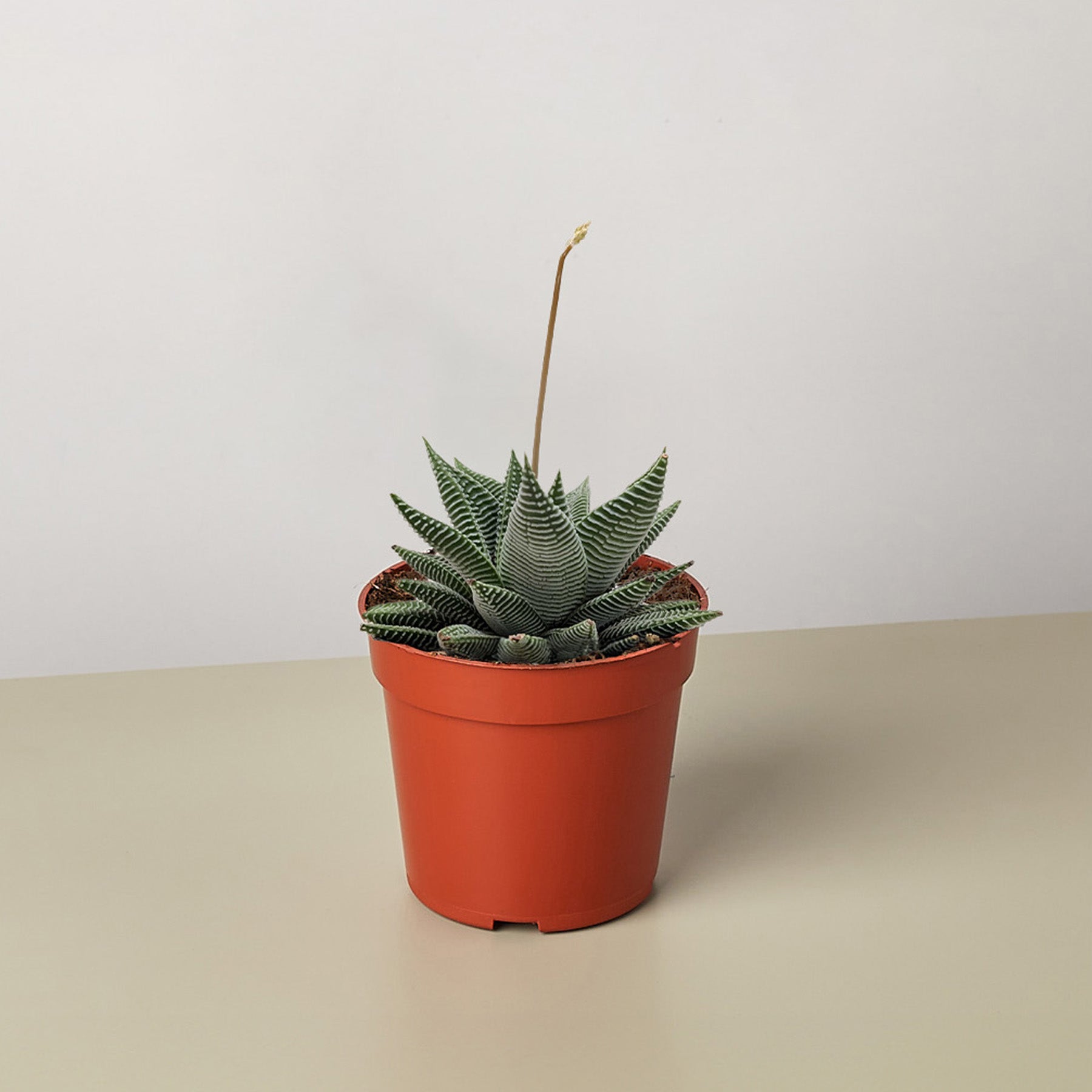 Succulent Haworthia Miami