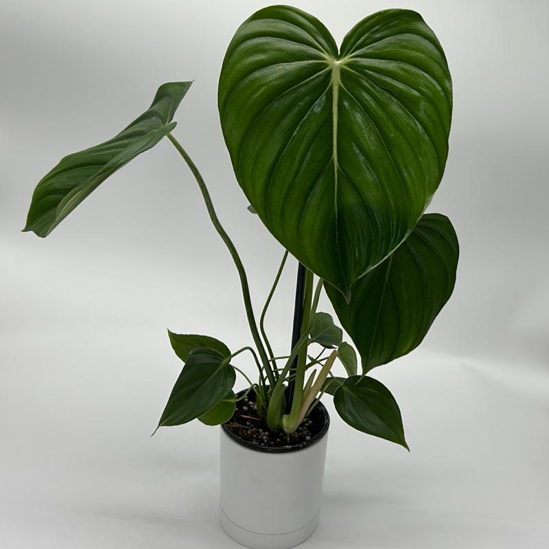 Philodendron McDowell