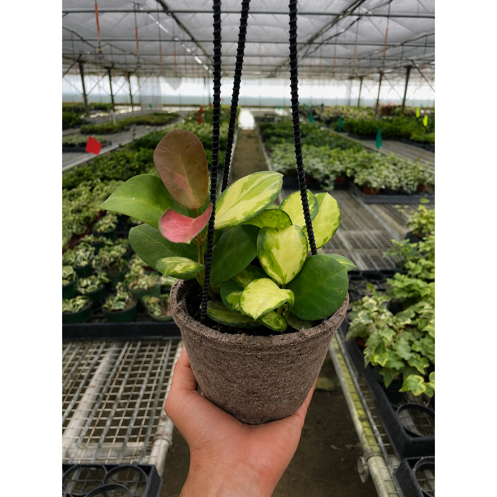 Hoya 'Lisa'
