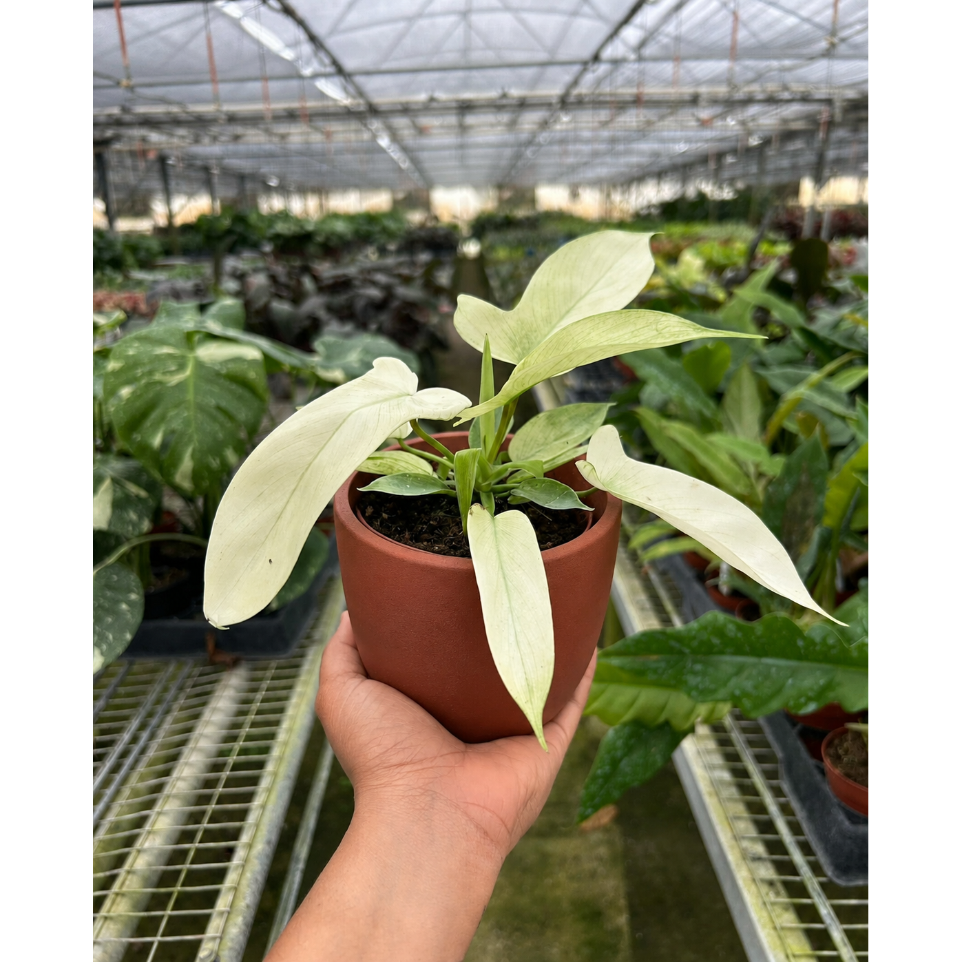 Philodendron 'Florida Ghost'