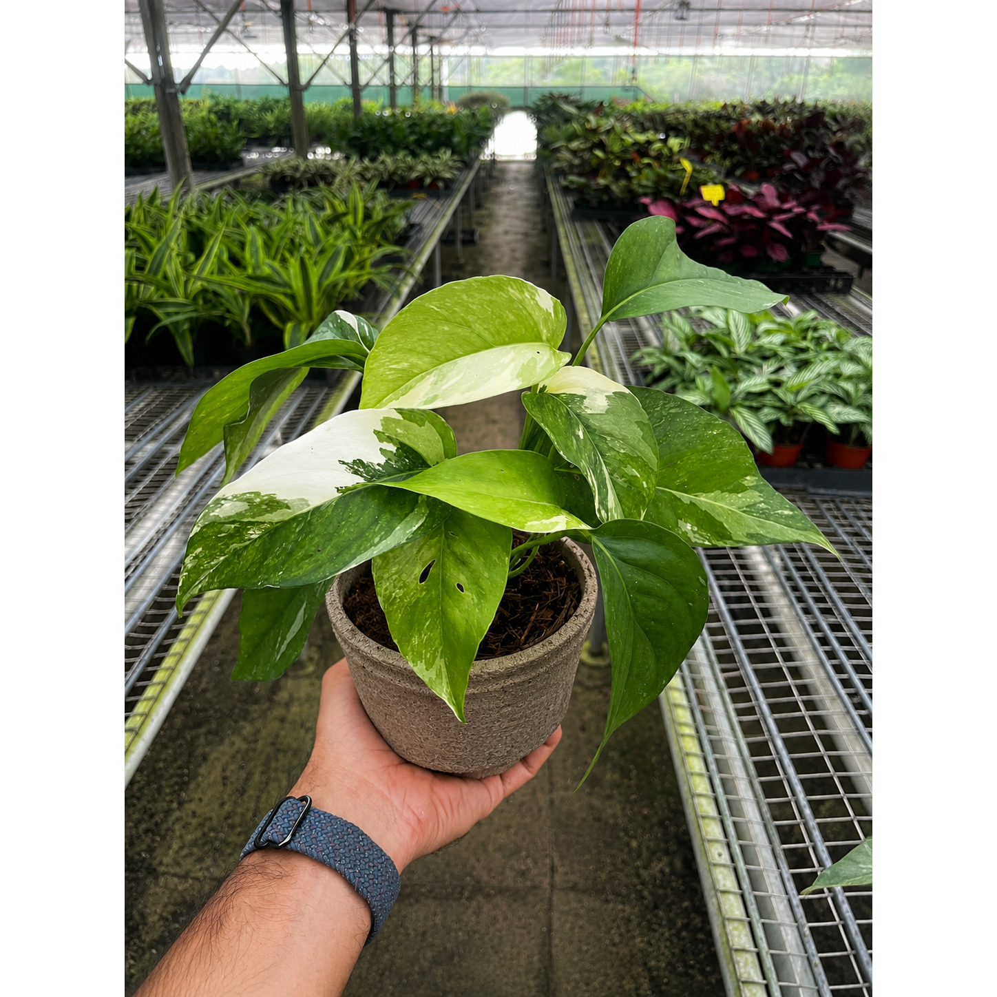 Pothos 'Albo Variegata'