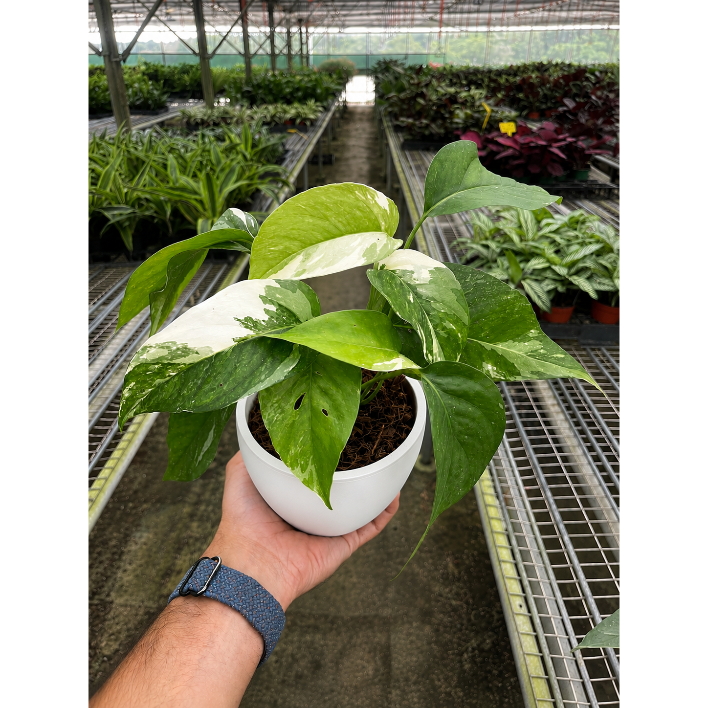 Pothos 'Albo Variegata'