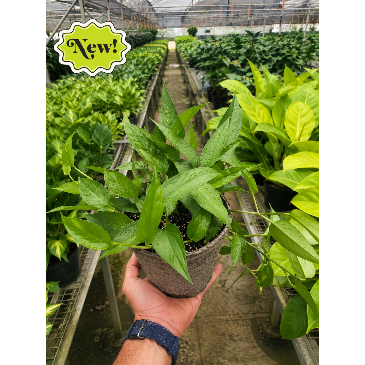Pothos 'Skeleton Key'