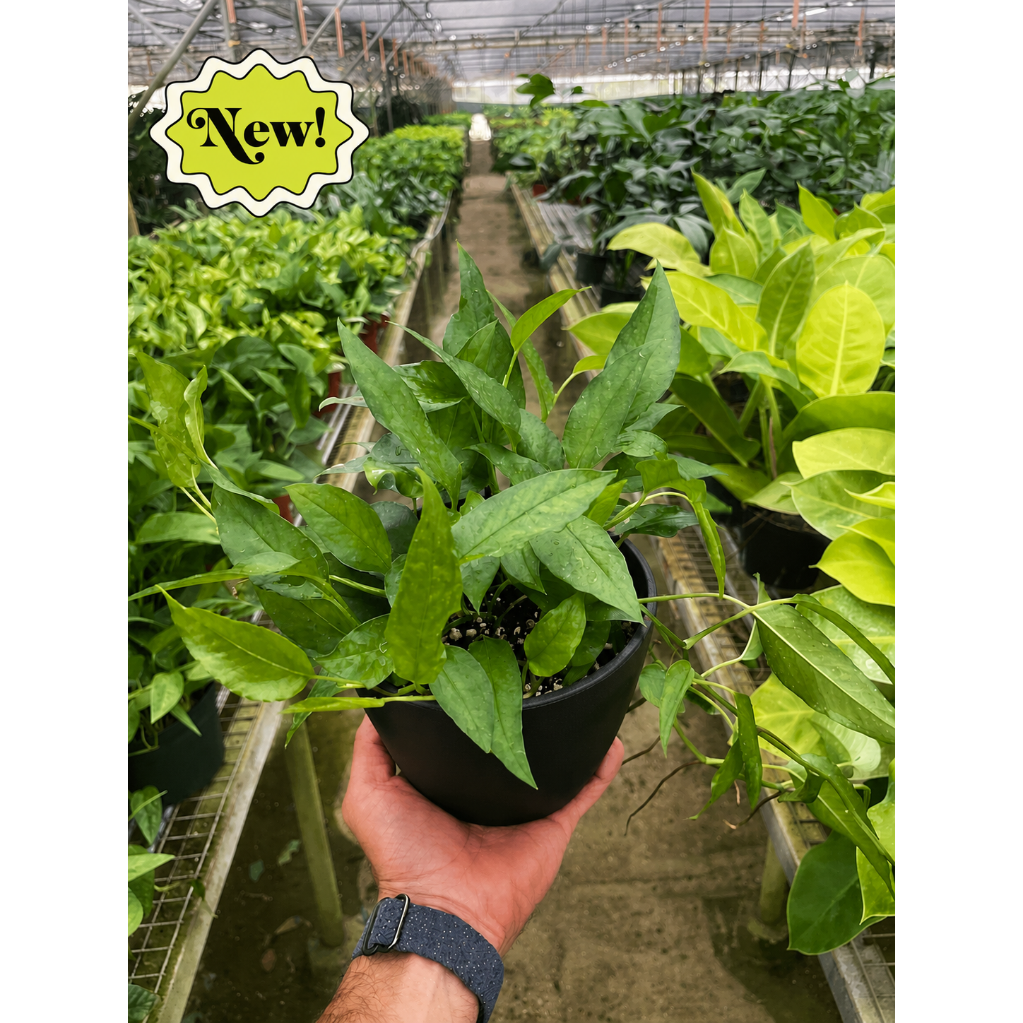 Pothos 'Skeleton Key'