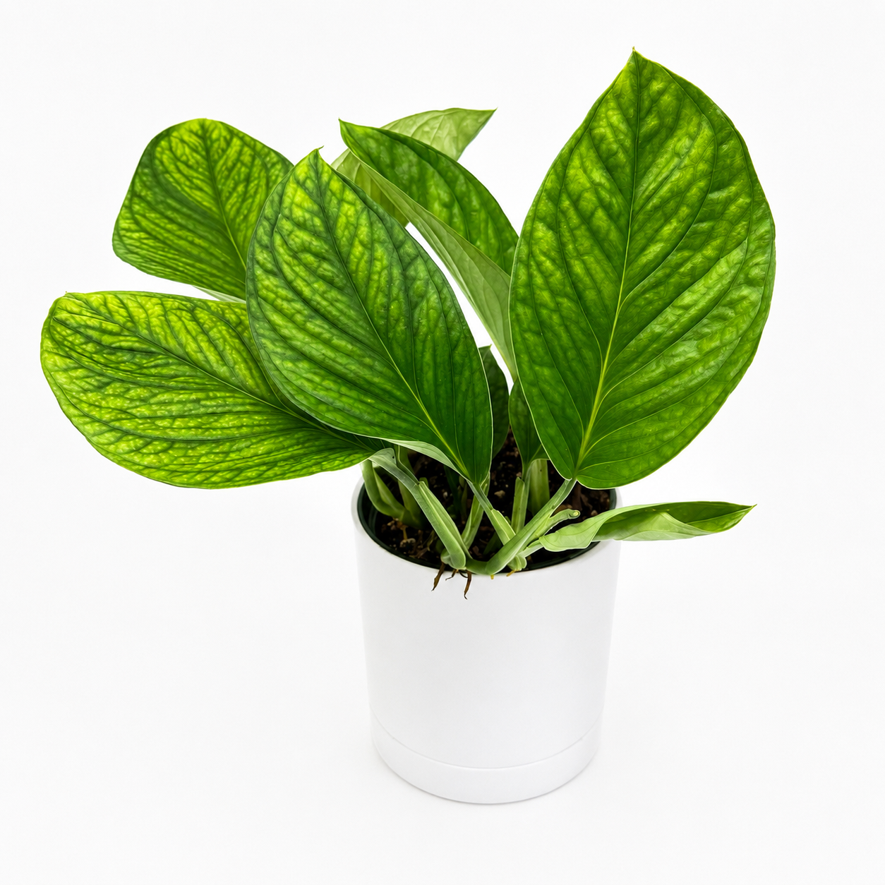 Monstera Pinnatipartita