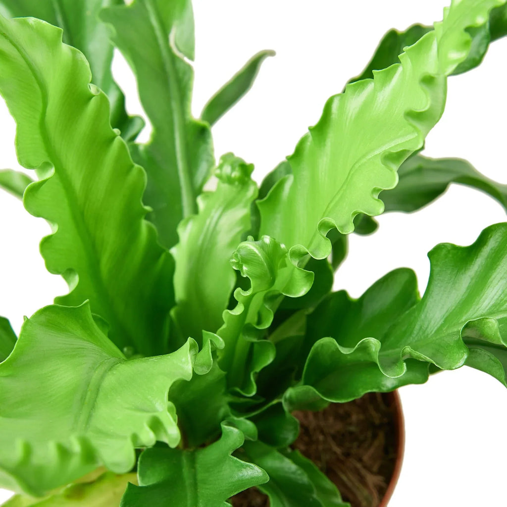 Birdâ€™s Nest 'Victoria' Fern