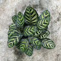 Calathea Makoyana