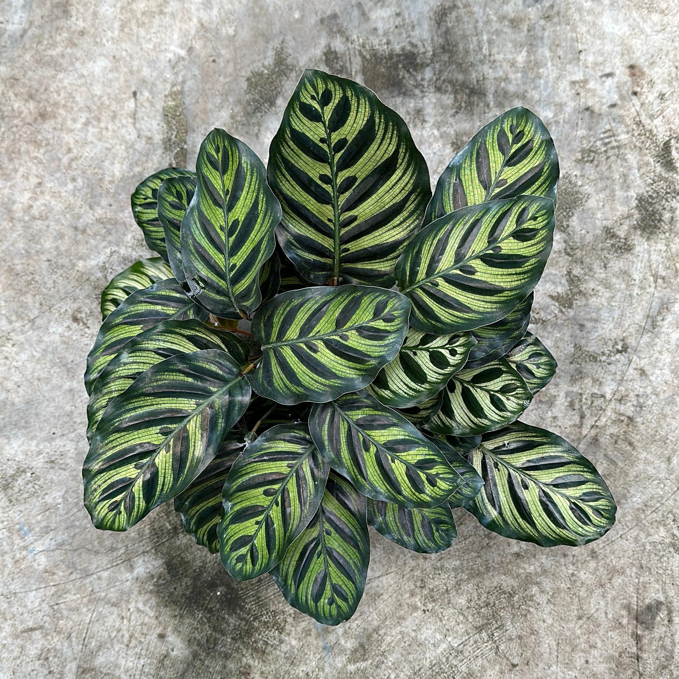Calathea Makoyana