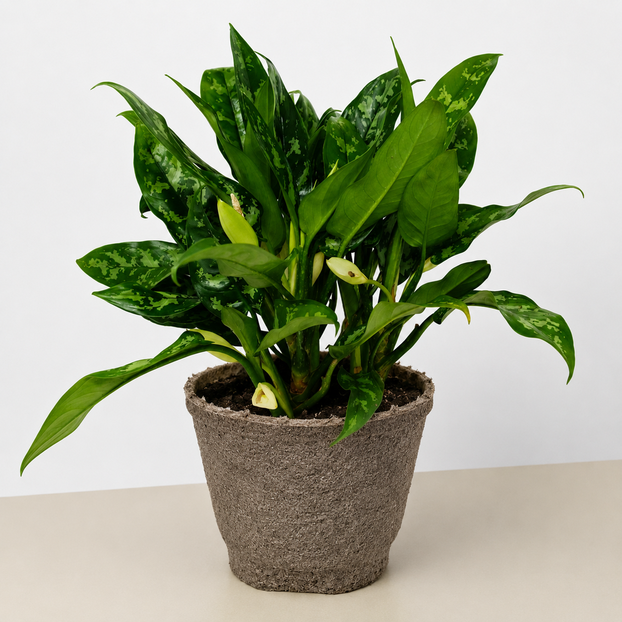 Chinese Evergreen 'Maria'