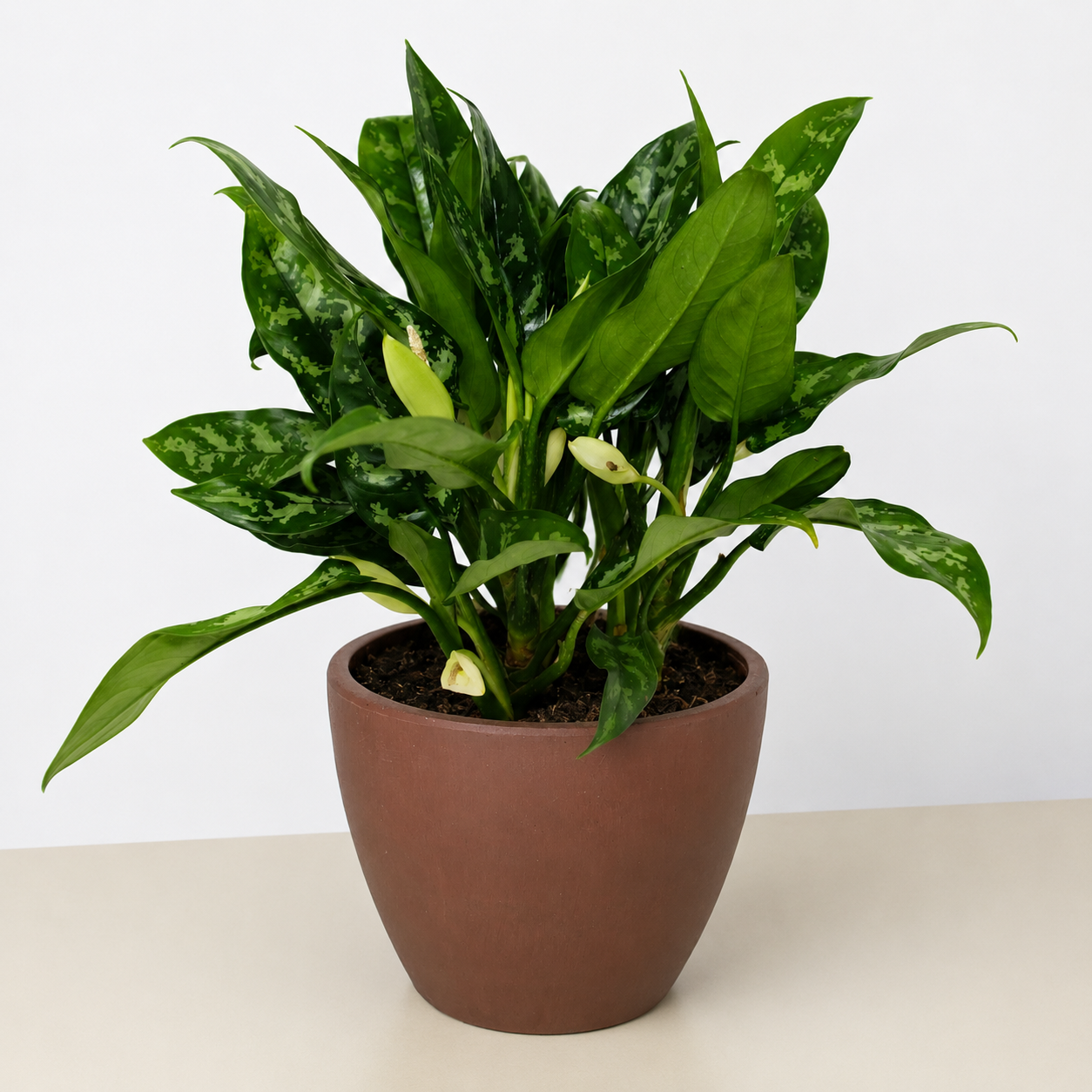 Chinese Evergreen 'Maria'