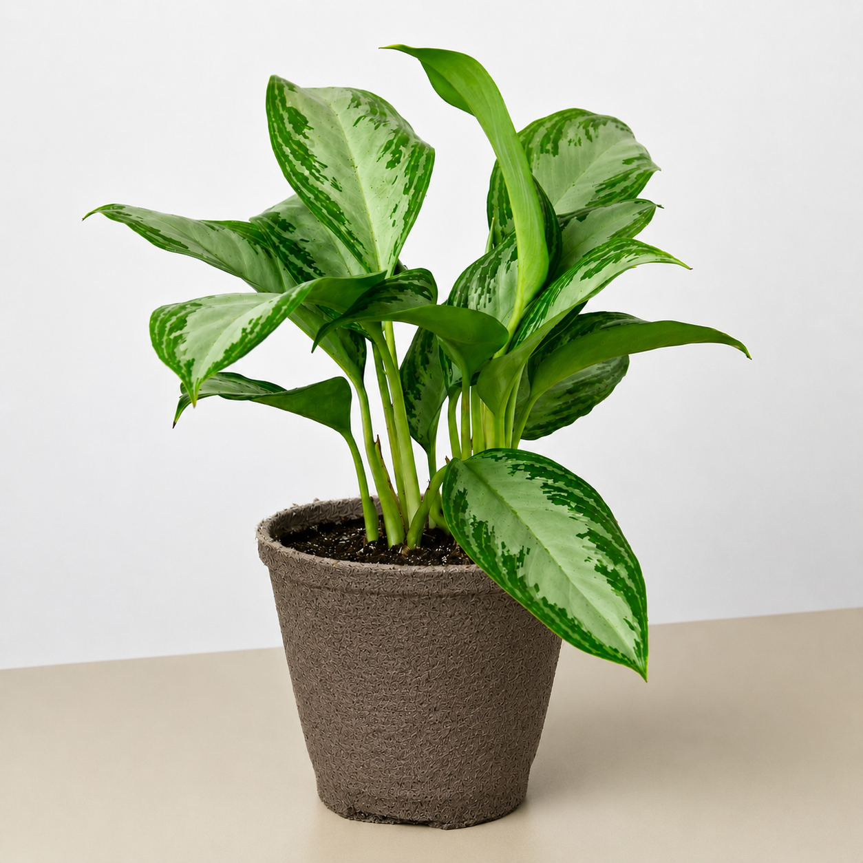Chinese Evergreen 'Silver Bay'