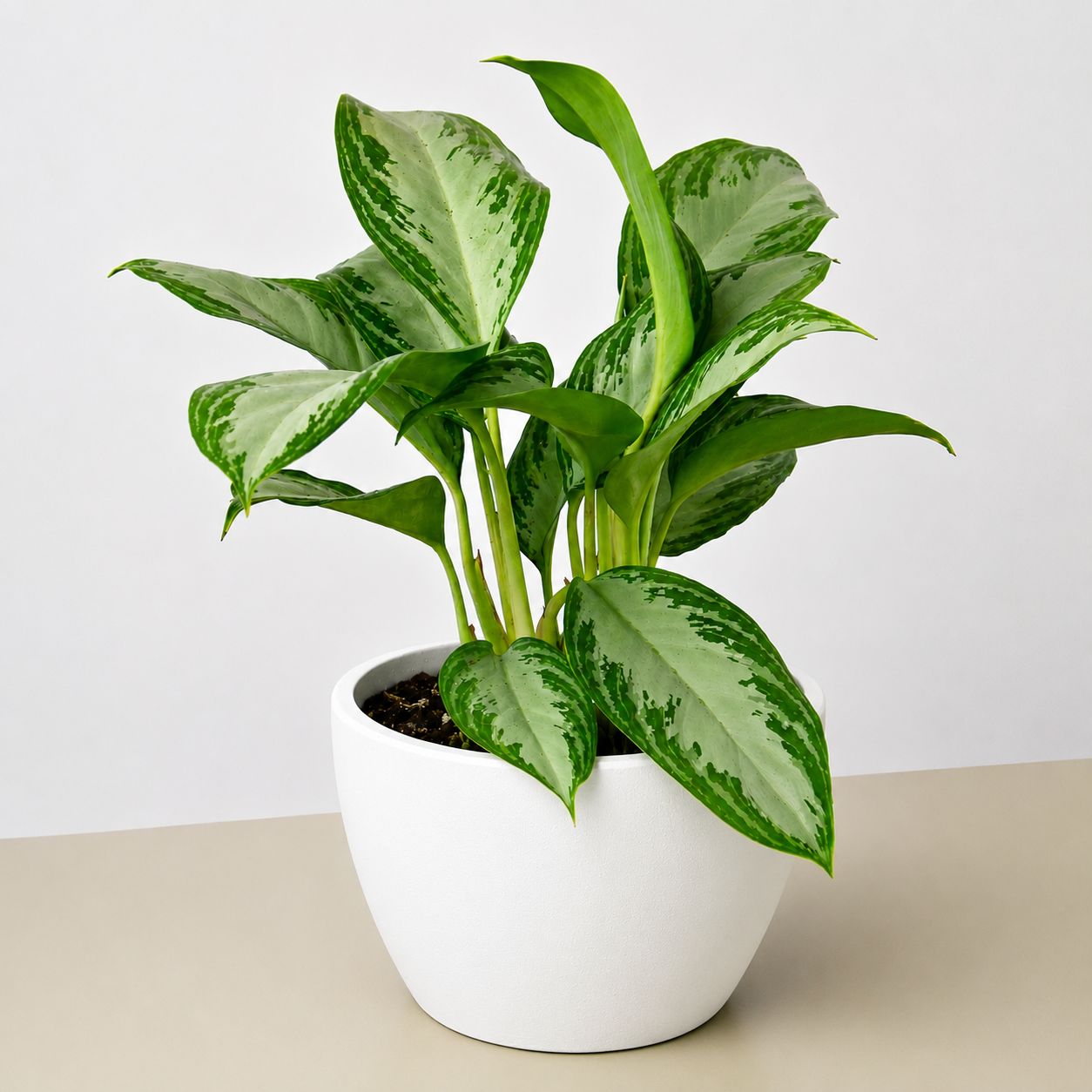 Chinese Evergreen 'Silver Bay'