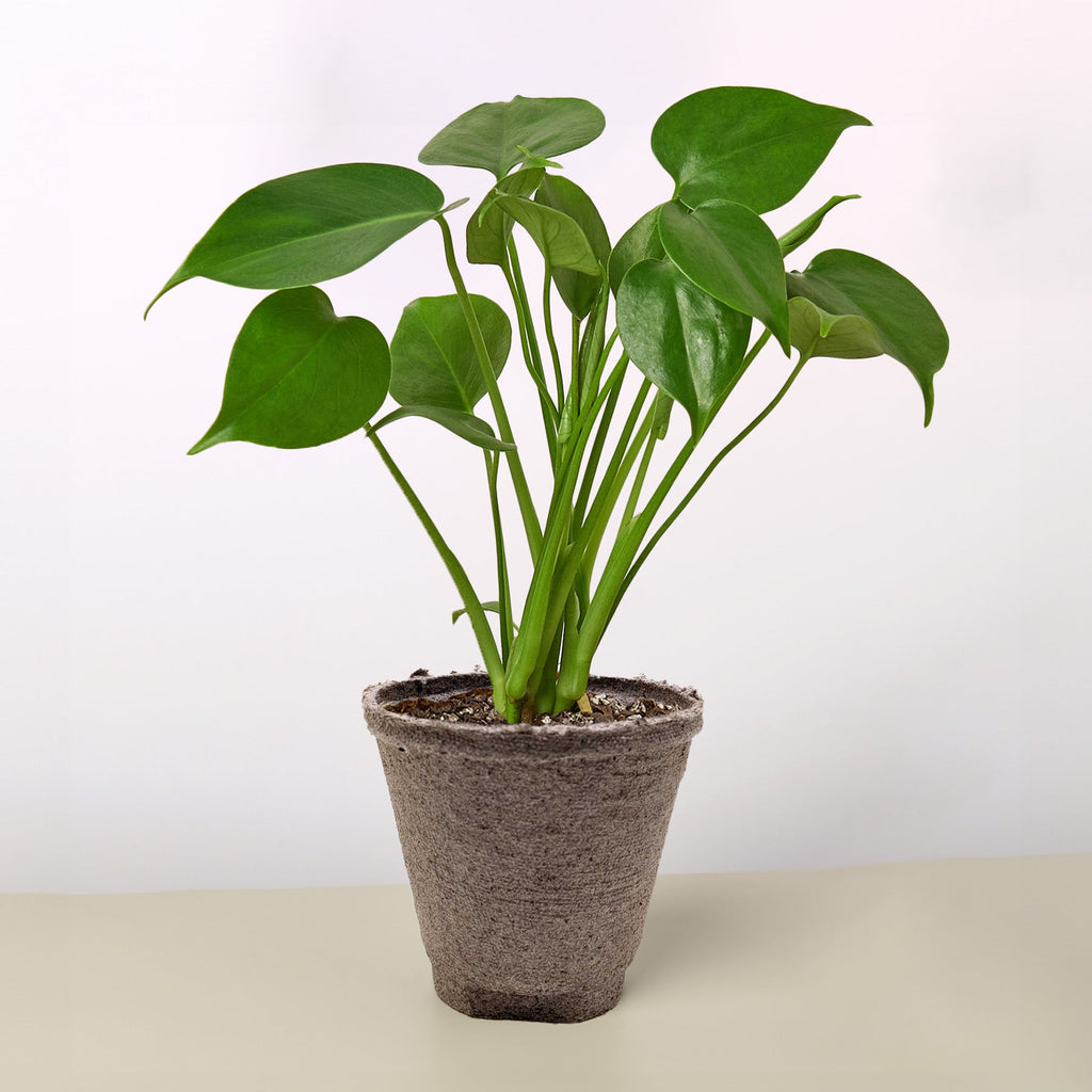 Cow Pot