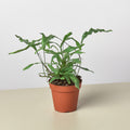 Fern 'Kangaroo Paw'