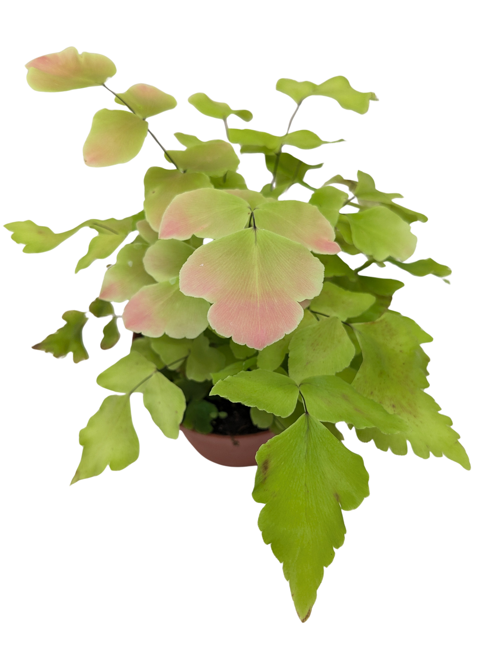 Fern Large Leaf Maidenhair