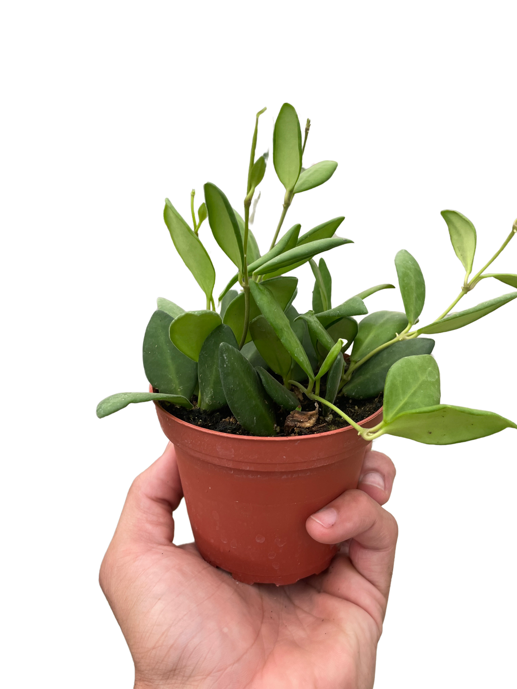 Hoya Chouke
