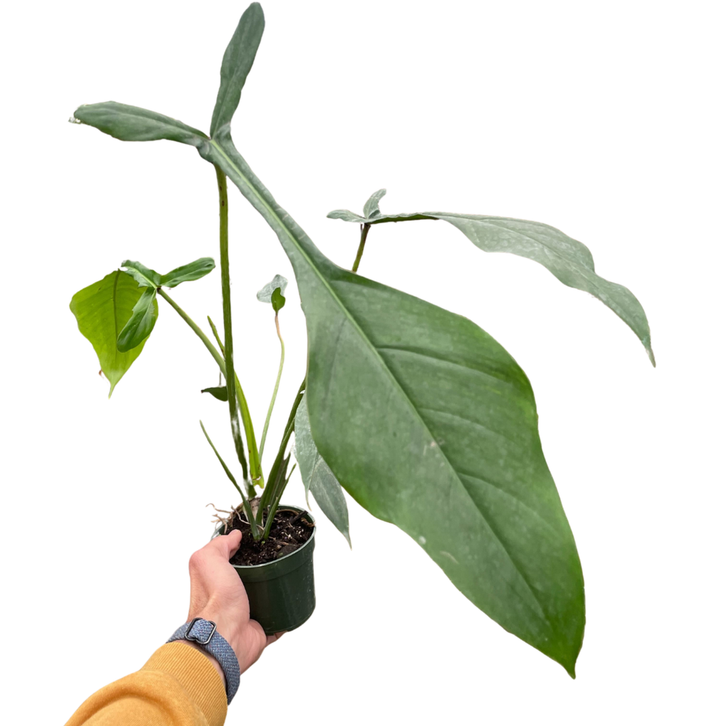Philodendron 'Joepii'