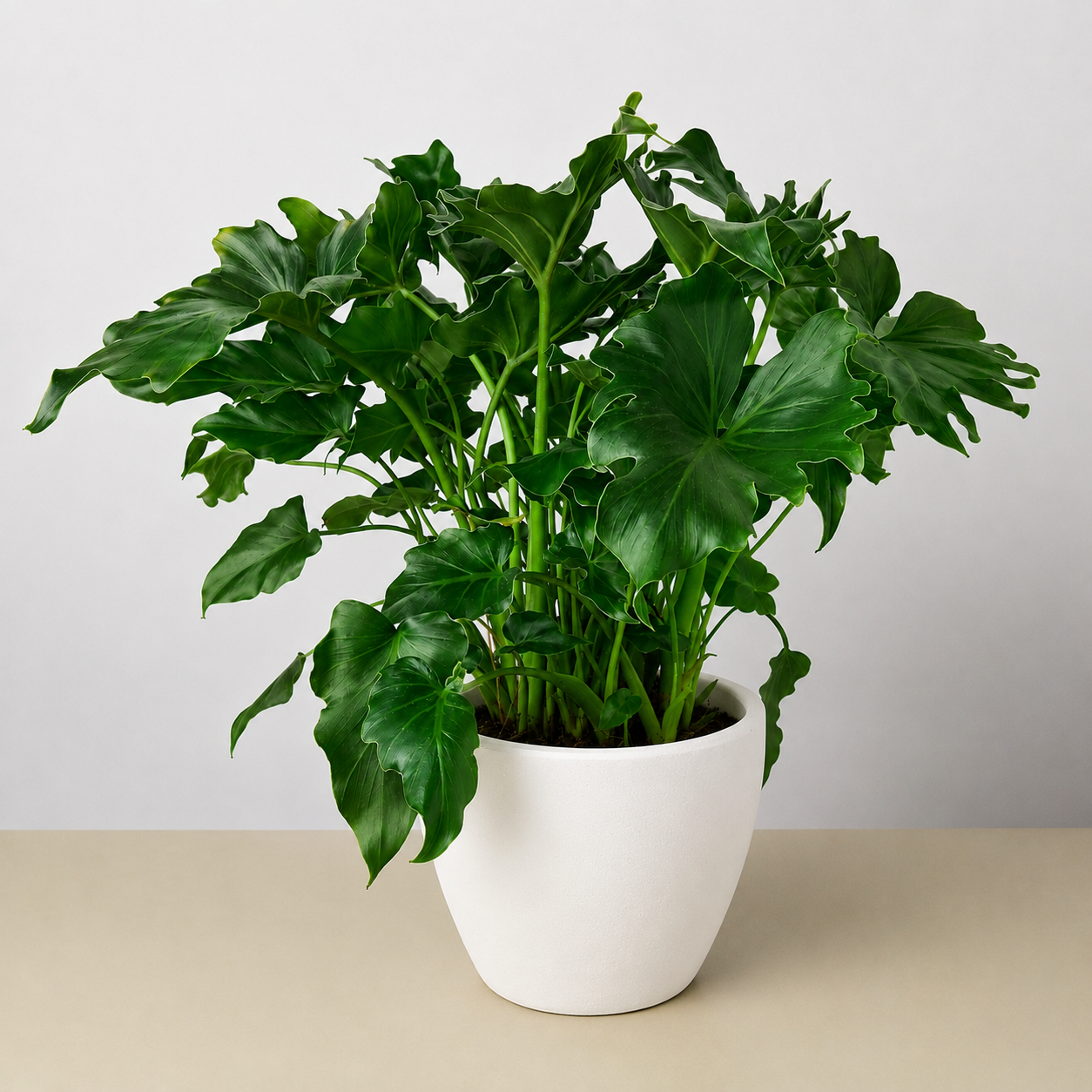 Philodendron Little Hope