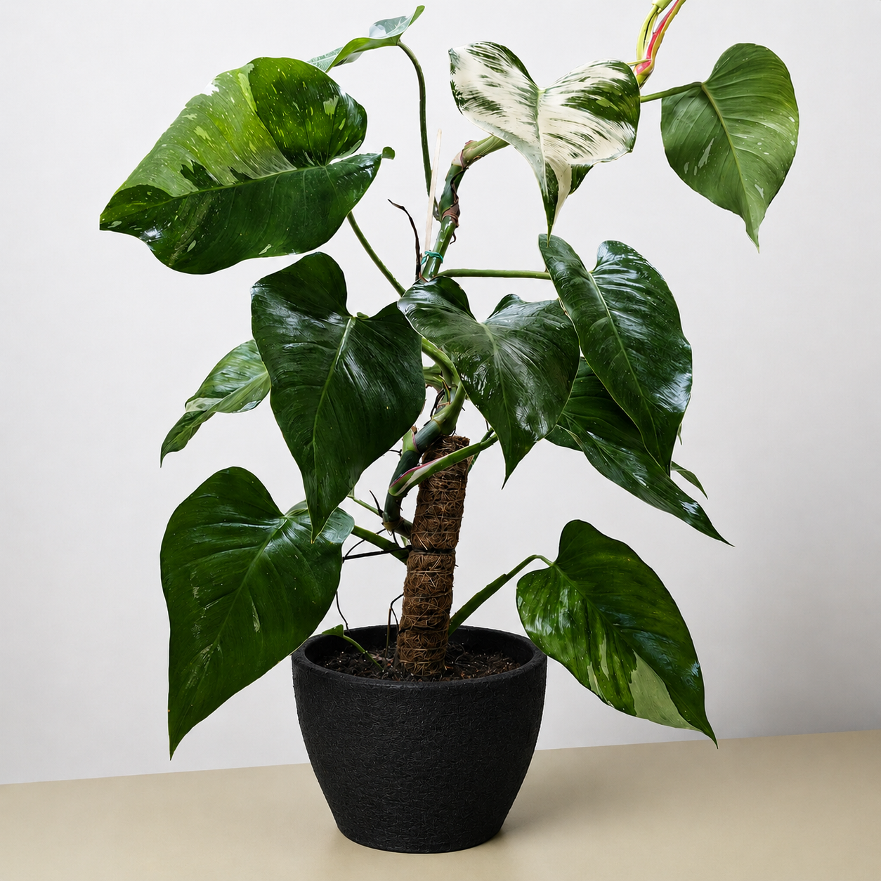 Philodendron 'White Princess'