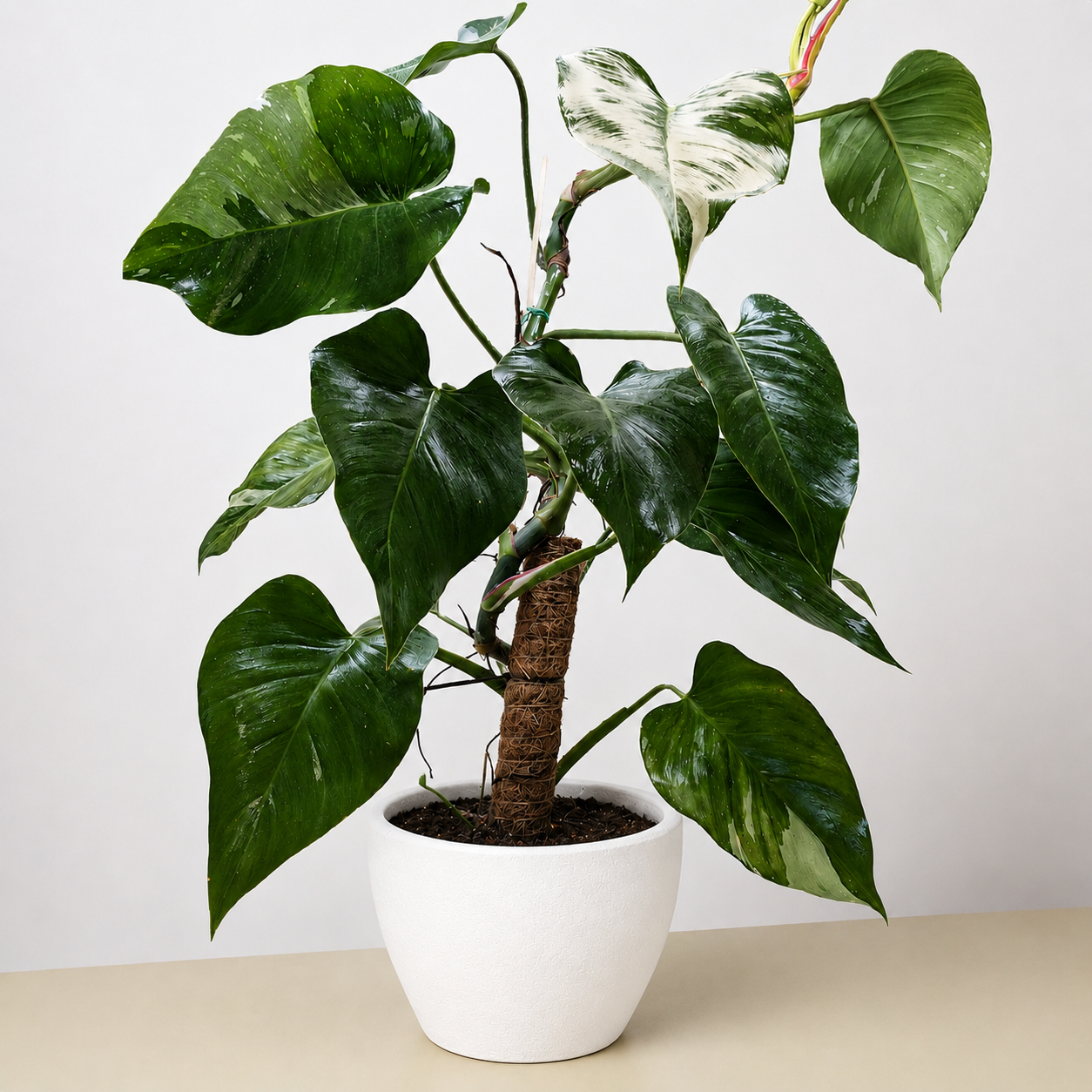 Philodendron 'White Princess'