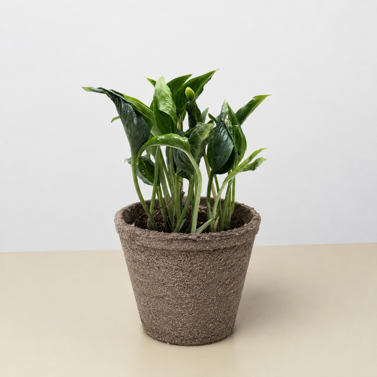 Pothos 'Shangri La'