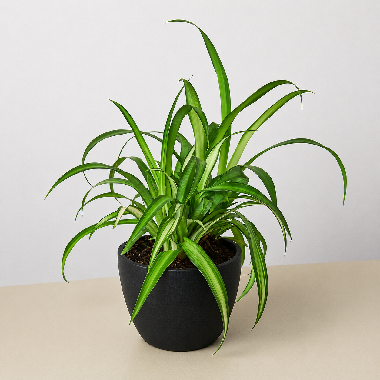 Spider Plant 'Hawaiian'