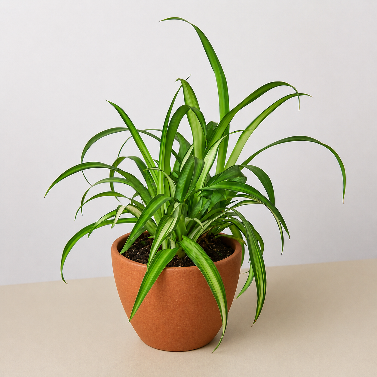 Spider Plant 'Hawaiian'