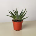 Succulent Gasteria Zimflora