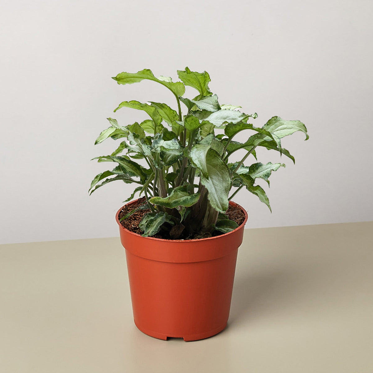Syngonium 'Three Kings'