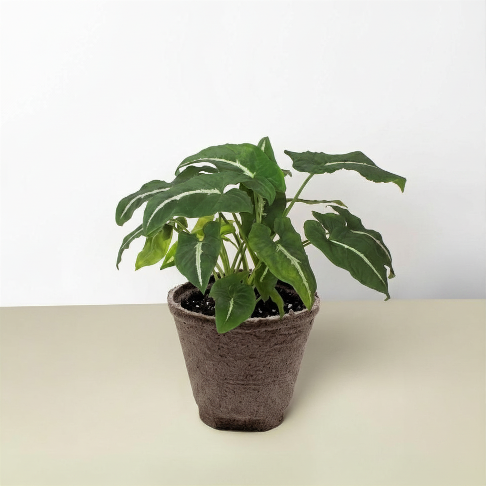 Syngonium wendlandii 'Black Velvet'