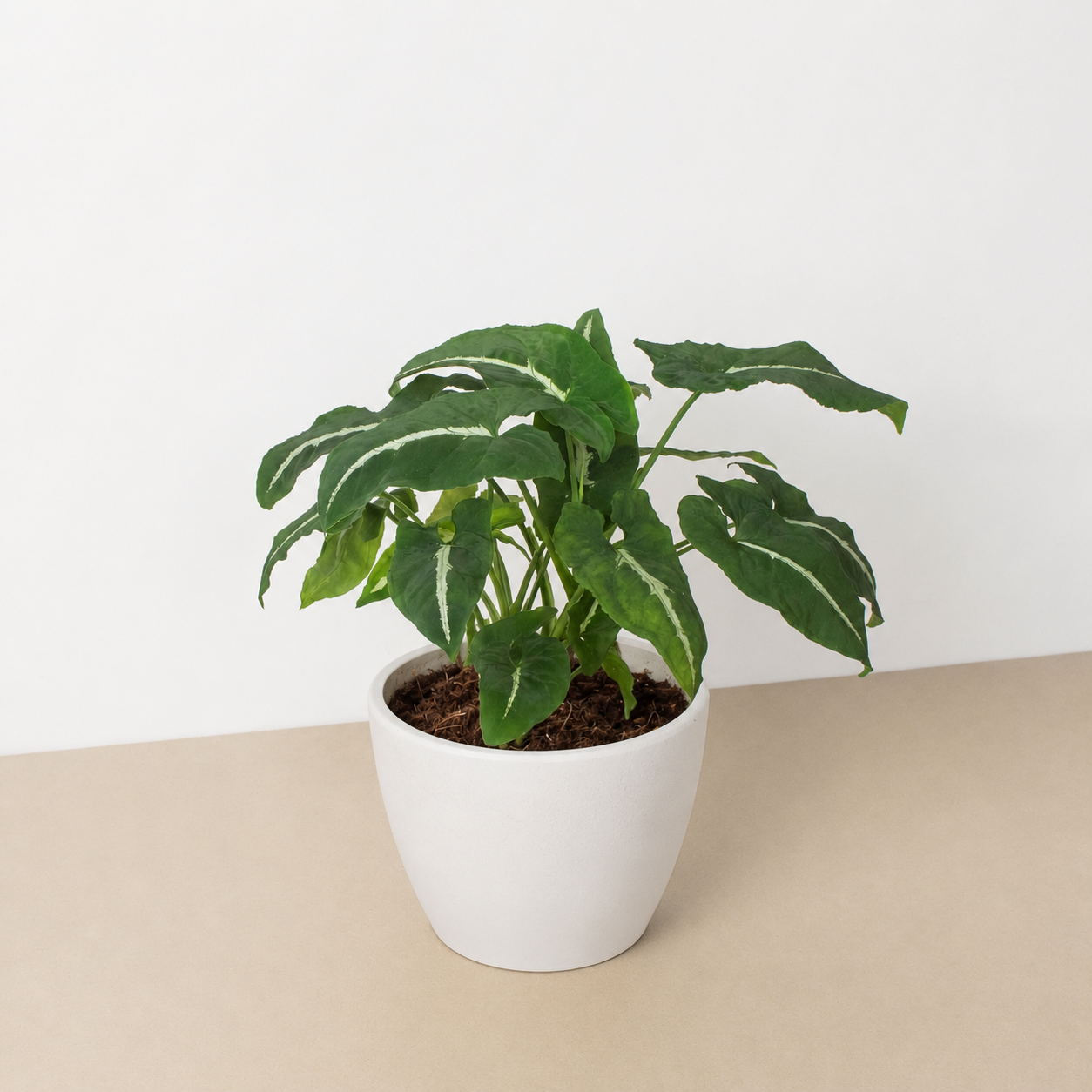 Syngonium wendlandii 'Black Velvet'
