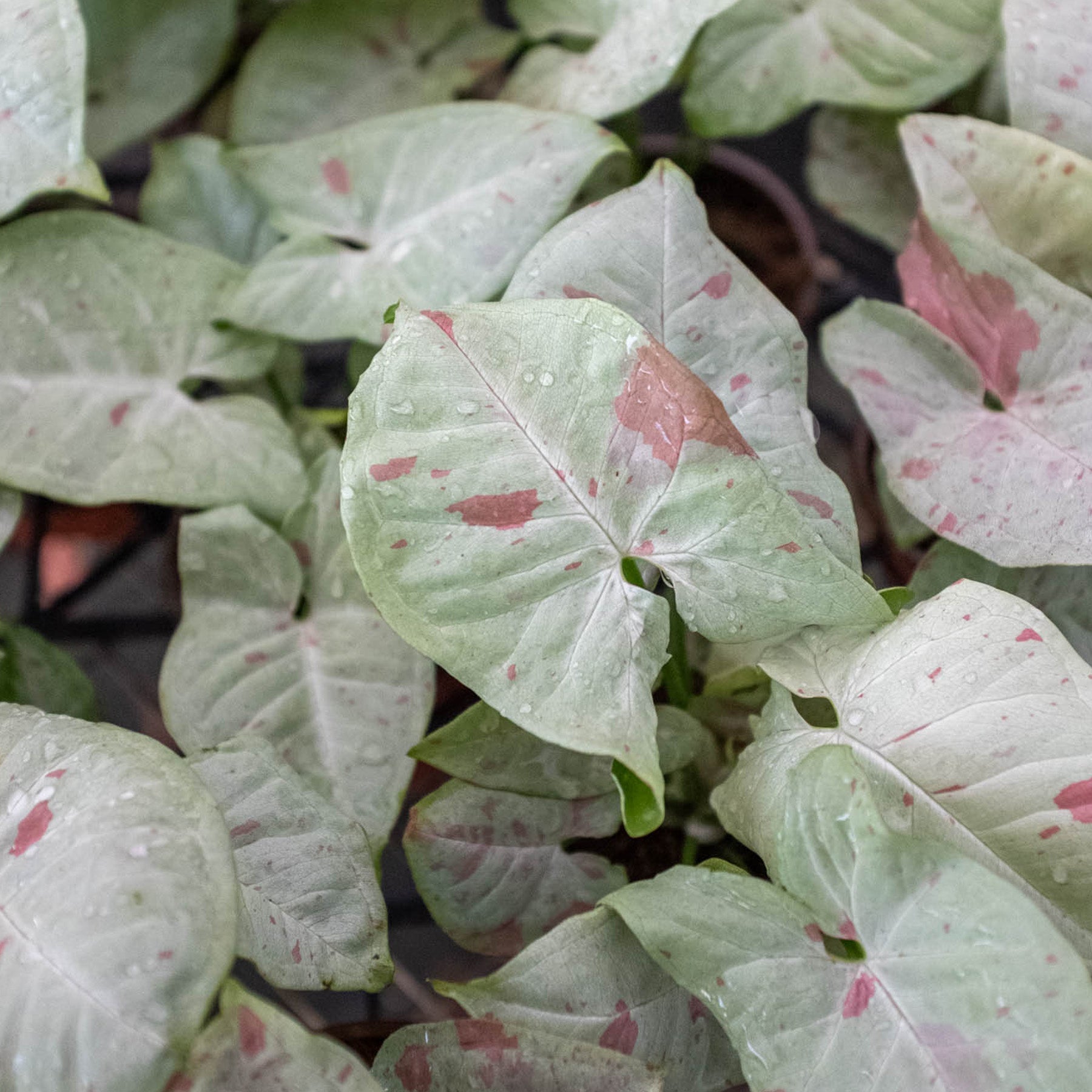 Syngonium 'Milk Confetti'