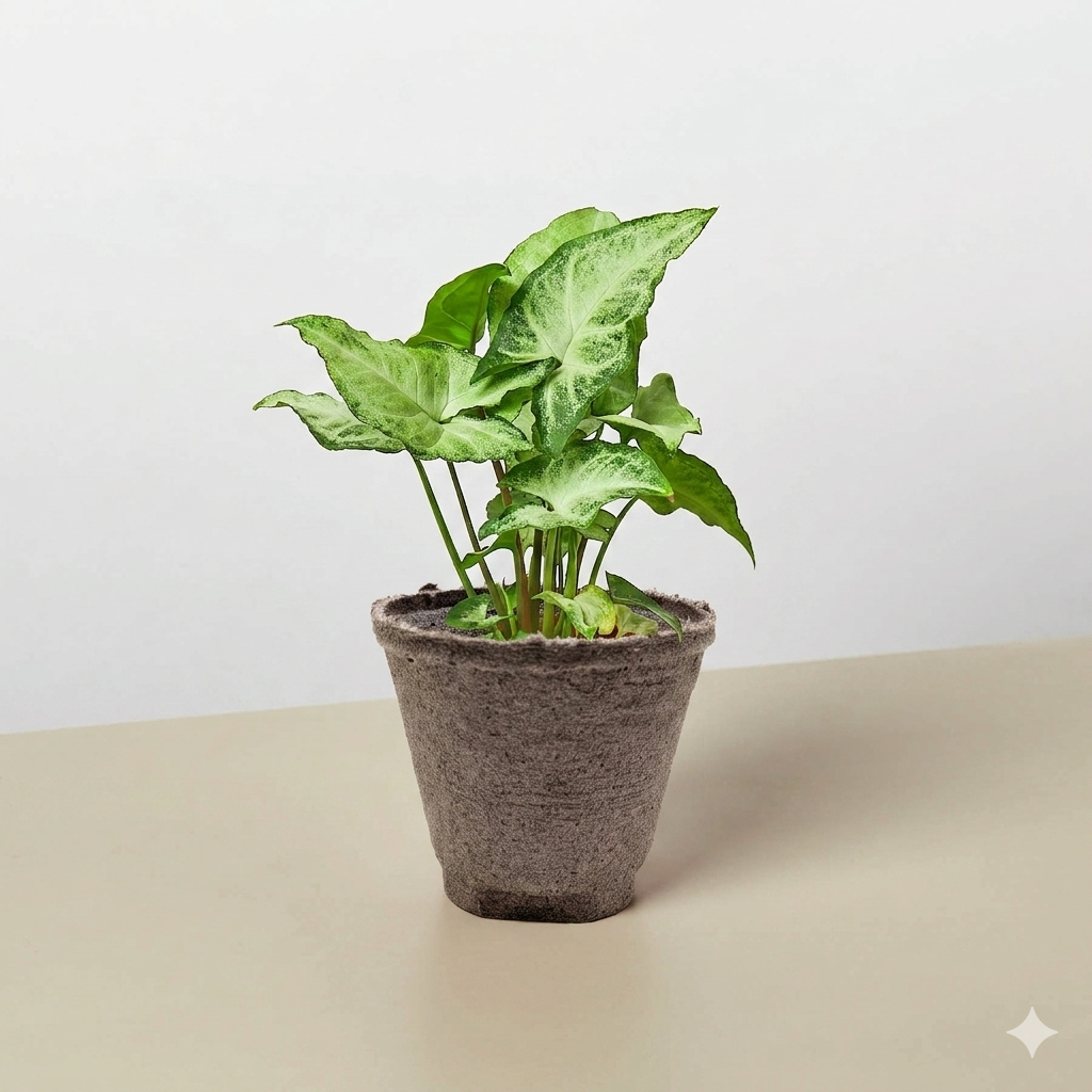 Syngonium 'White Butterfly'