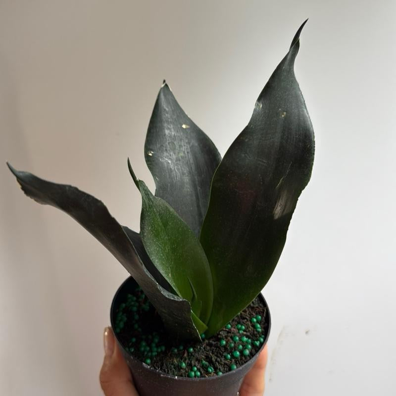 Sansevieria 'Black Dragon'