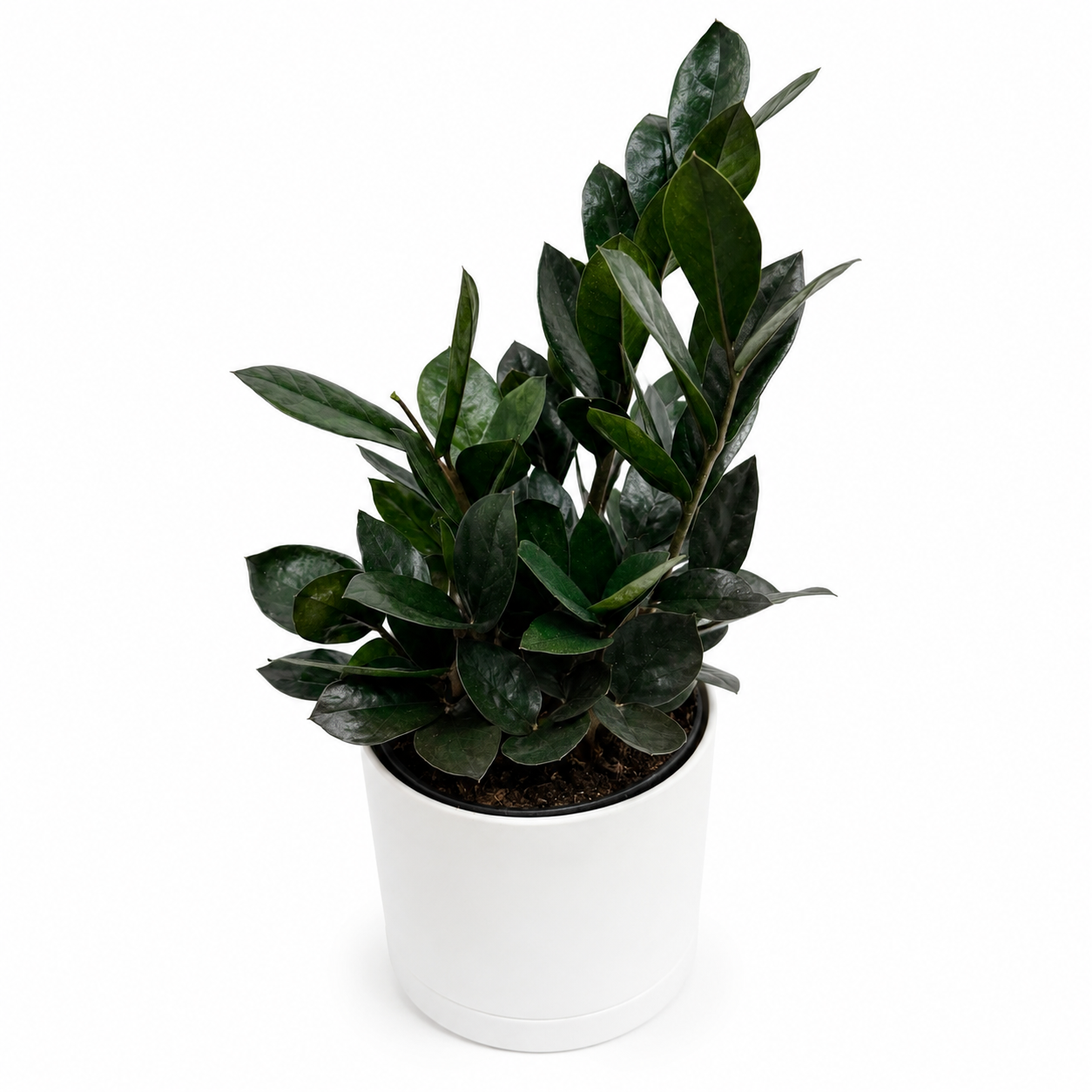 Zamioculcas 'ZZ Black Raven'