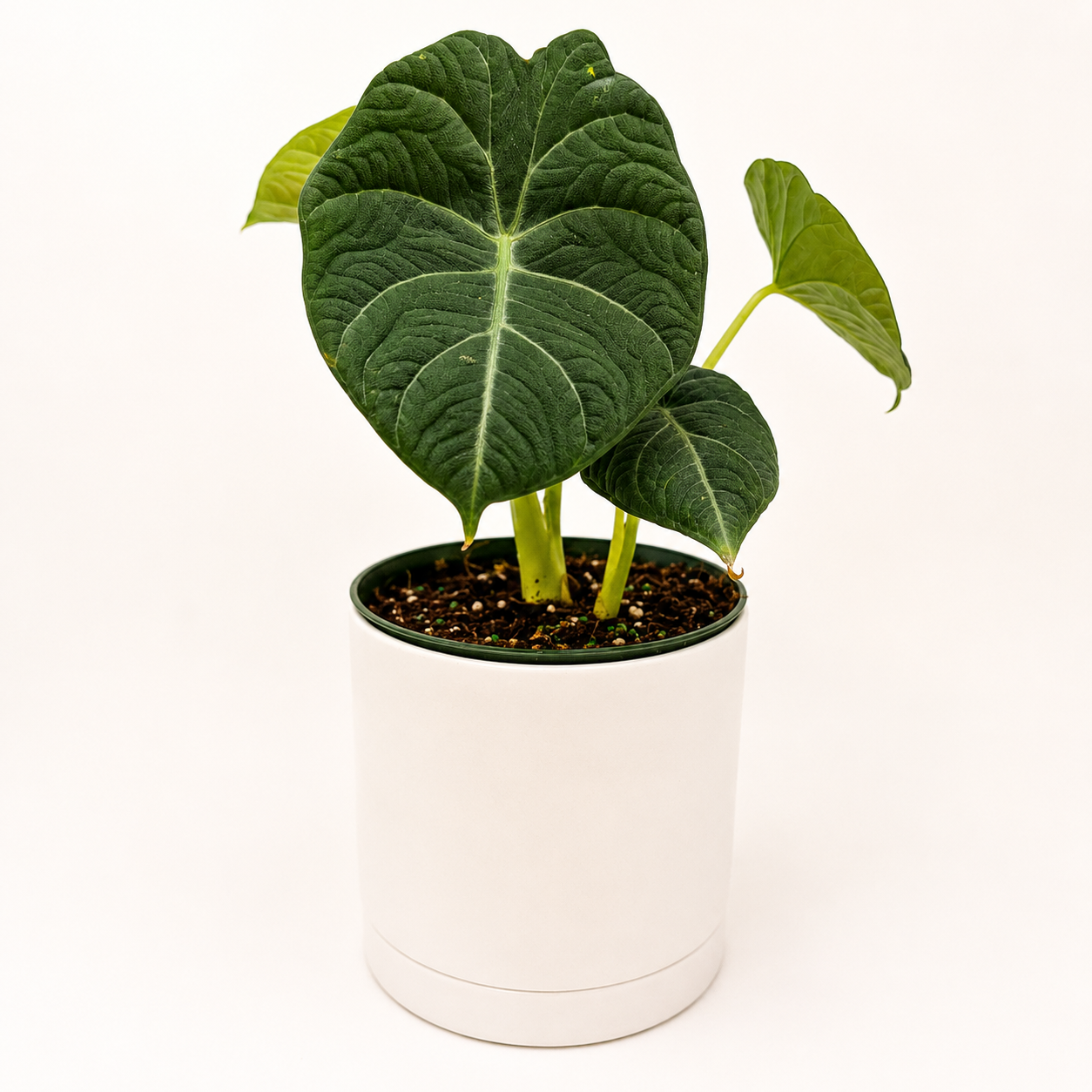 Alocasia Maharanii