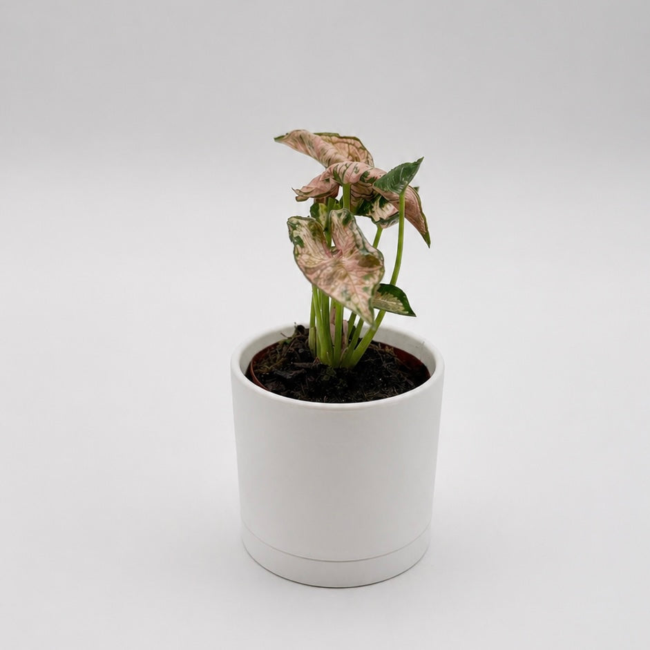 Variegated Syngonium Pink Godzilla