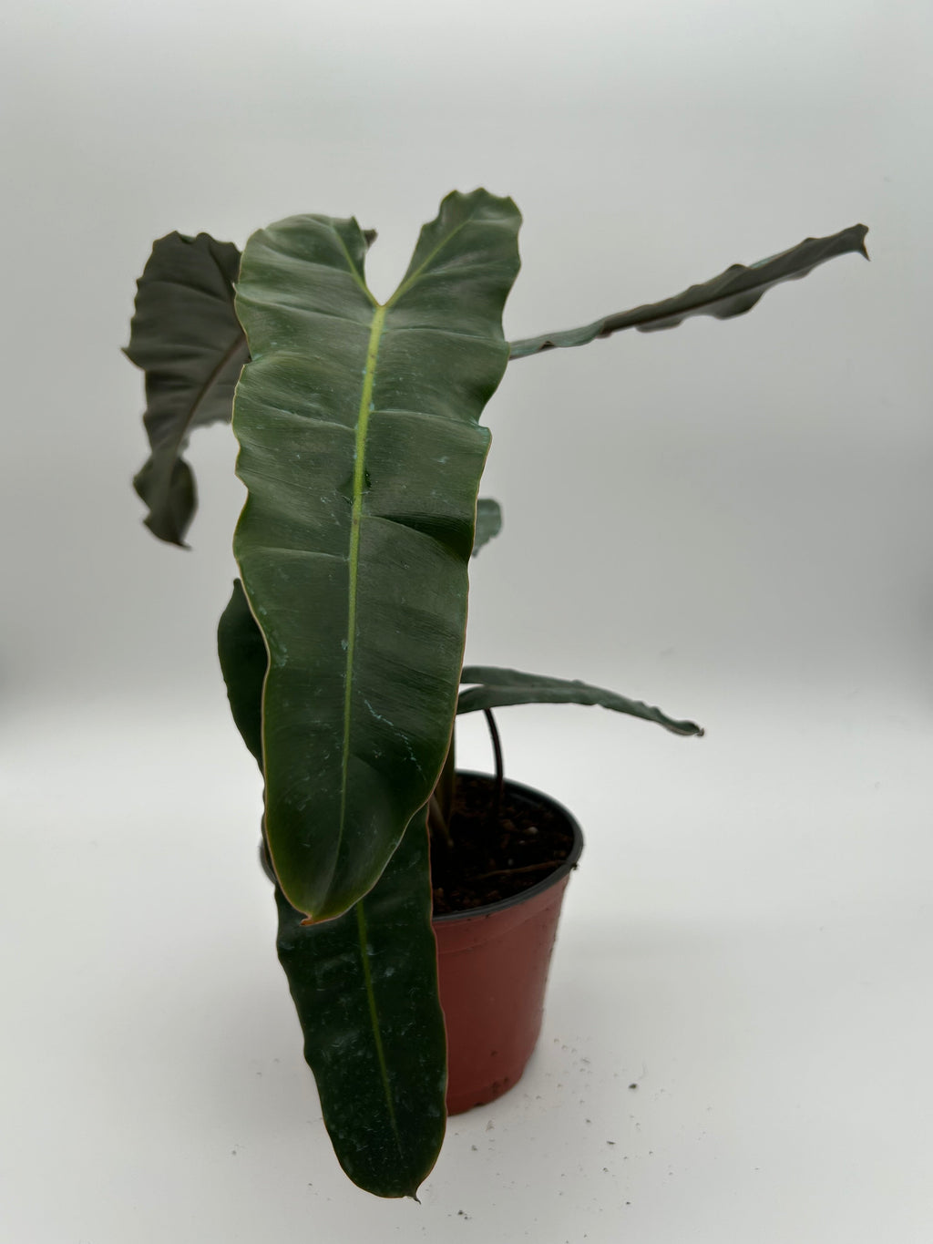 Philodendron Black Billietiae x Atabapoense