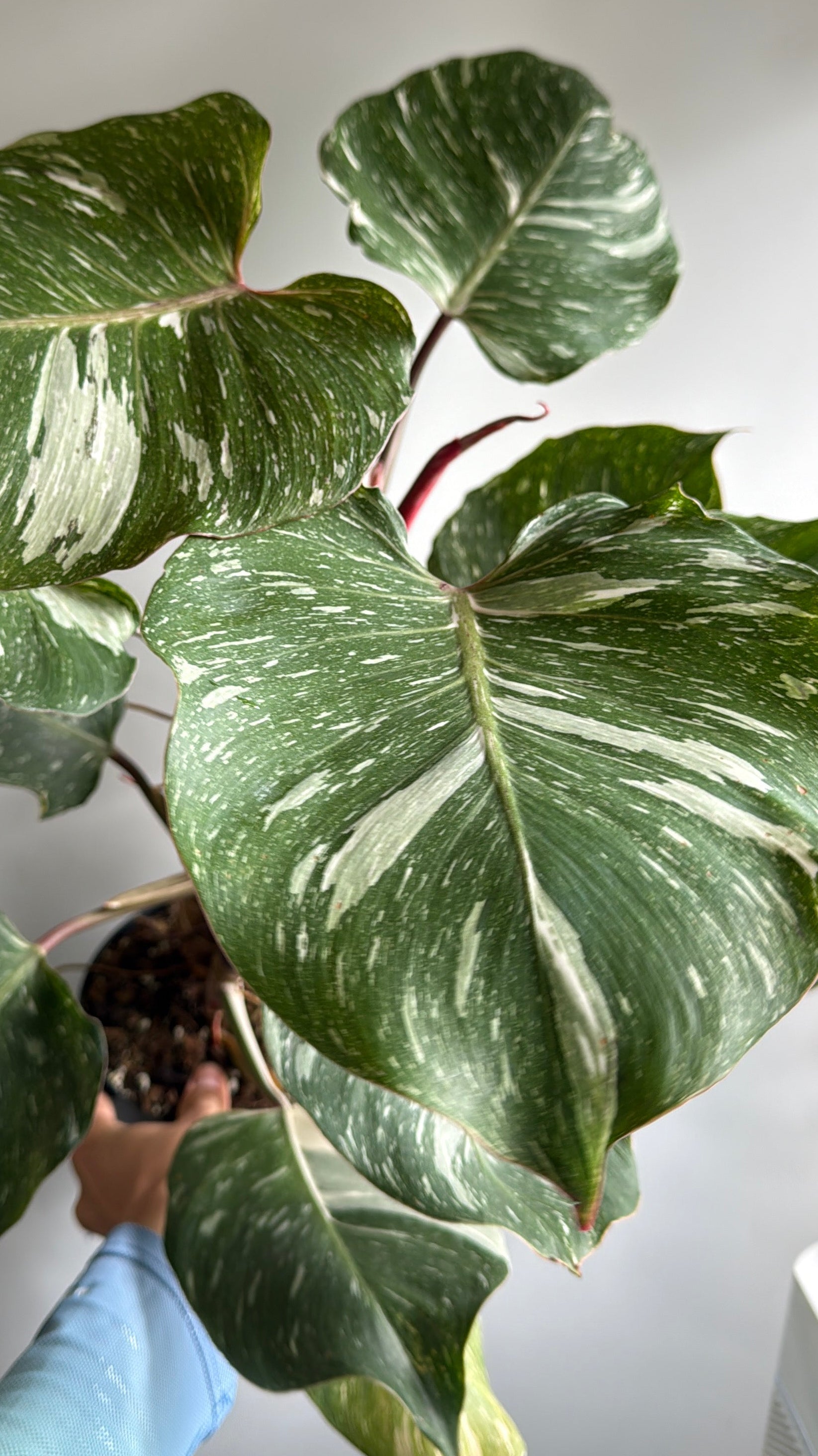 Philodendron White Knight