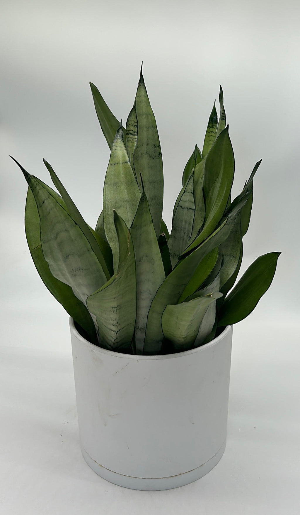 Sansevieria 'Moonshine'